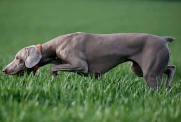 Youghal Greyhound Stadium